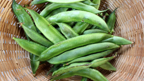 Guar Gum Nedir?