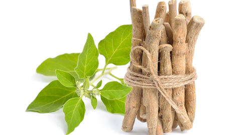 Ashwagandha Nedir, Ne İşe Yarar?