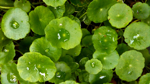 Gotu Kola Nedir, Ne için Kullanılır?