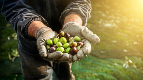 Zeytin Hasadı Ve Kaliteli Zeytinyağı Eldesi