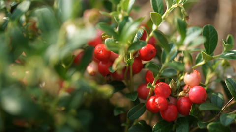 Cranberry (Turna Yemişi) Faydaları Nelerdir?