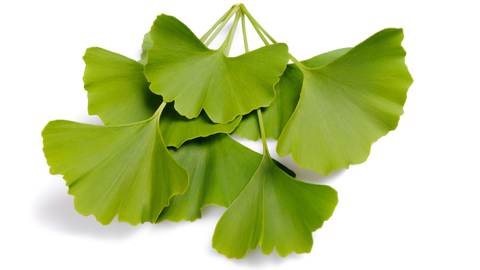 Zihin Açan Bitki Ginkgo Biloba Nedir?