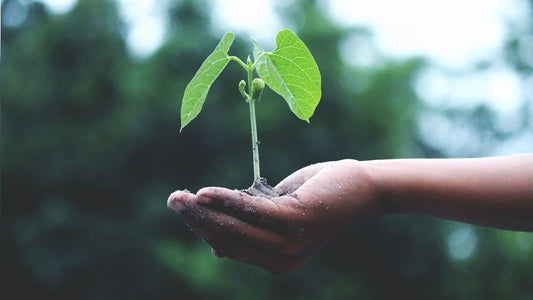 iklim kriziyle mucadelede surdurulebilirlik ve vegan beslenme