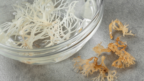 Deniz Kadayıfı (Sea Moss) Hakkında Bilmeniz Gerekenler