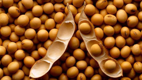 soya proteini nedir?