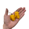 ÇOKACIOLMUŞ Acı Tuz Habanero Yellow 140g