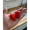 ÇOKACIOLMUŞ Acı Tuz Scotch Bonnet 140g