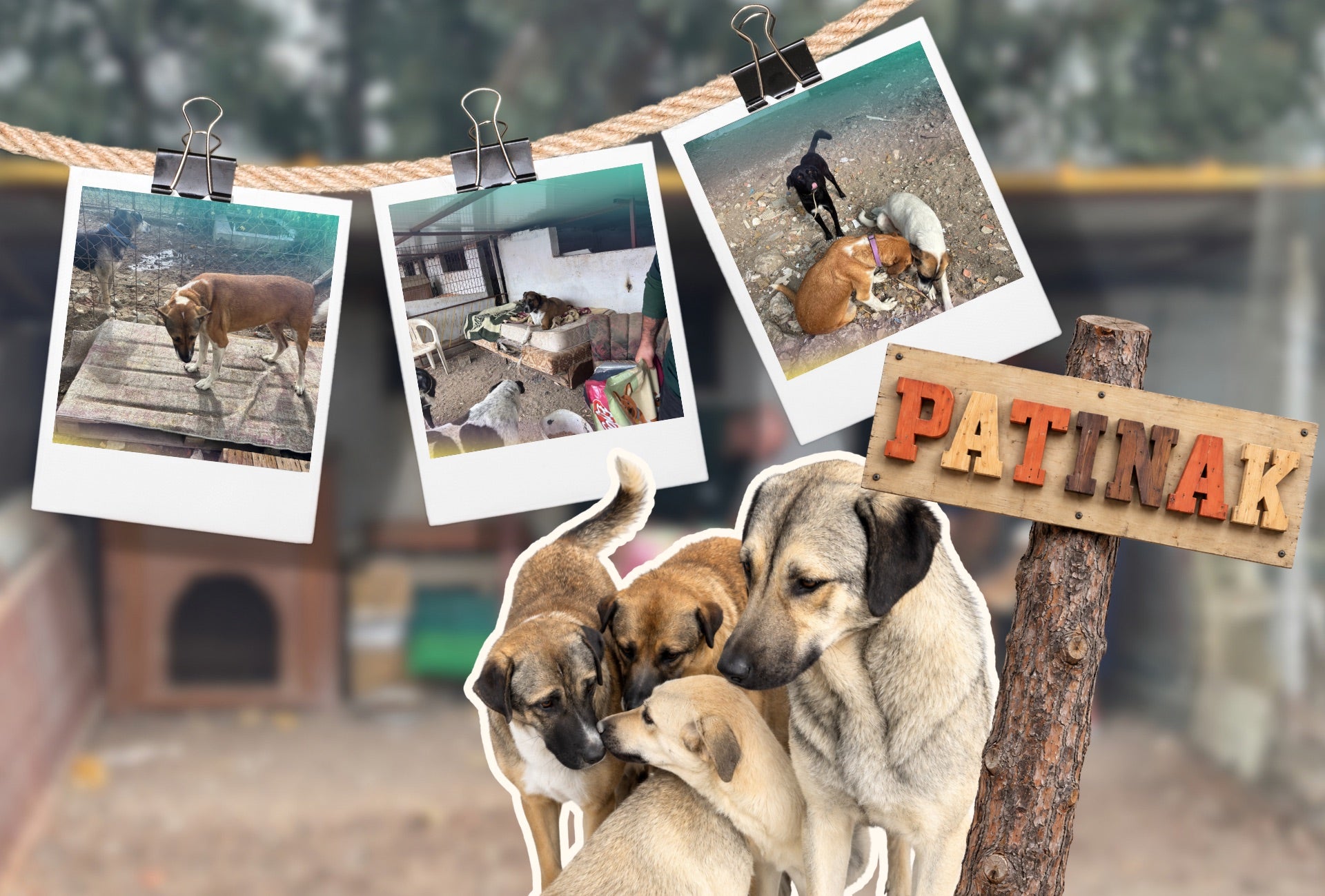 Patinak ziyaretinden fotoğraflar: birlikte vakit geçirdiğimiz köpekler ve Patinak tabelası.